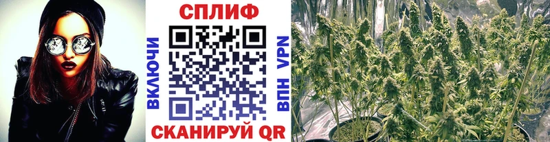 Бошки марихуана гибрид  закладка  Новотитаровская 
